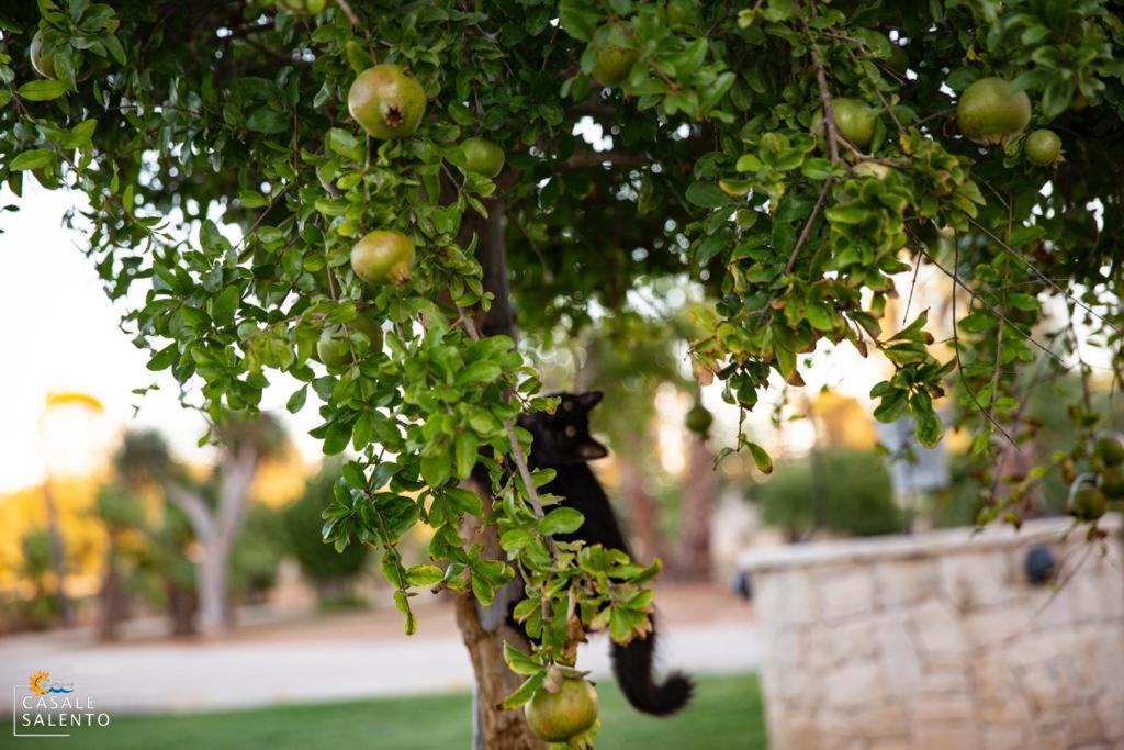 ナルド Casale Salento Bed & Breakfast エクステリア 写真